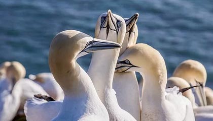 开云娱乐官网-《电竞行业联盟达成新合作：推动行业规范发展》，电竞行业协会