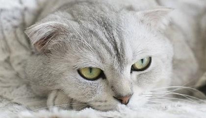 开云体育官方-【防守反击】马克·塞尔比的“铁墙”战术策略拆解，马克·塞尔比的球风