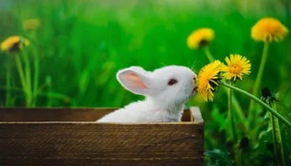 开云入口-《英雄联盟夏季赛，IG战队逆袭夺冠成为焦点》，2021英雄联盟夏季赛ig首发